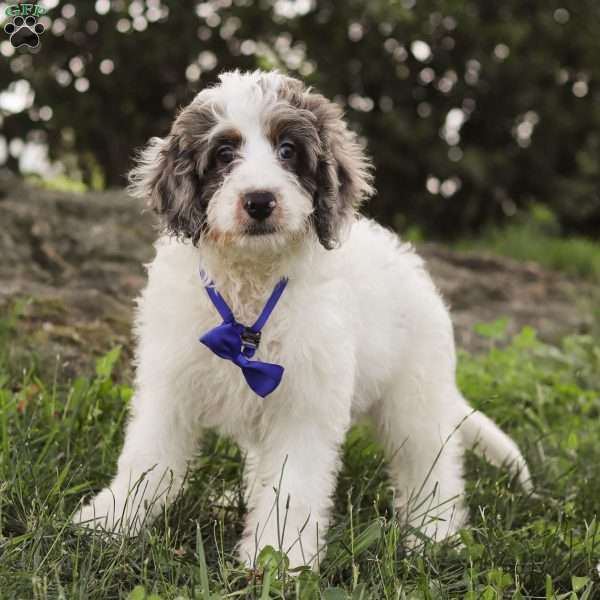 Ace, Mini Bernedoodle Puppy